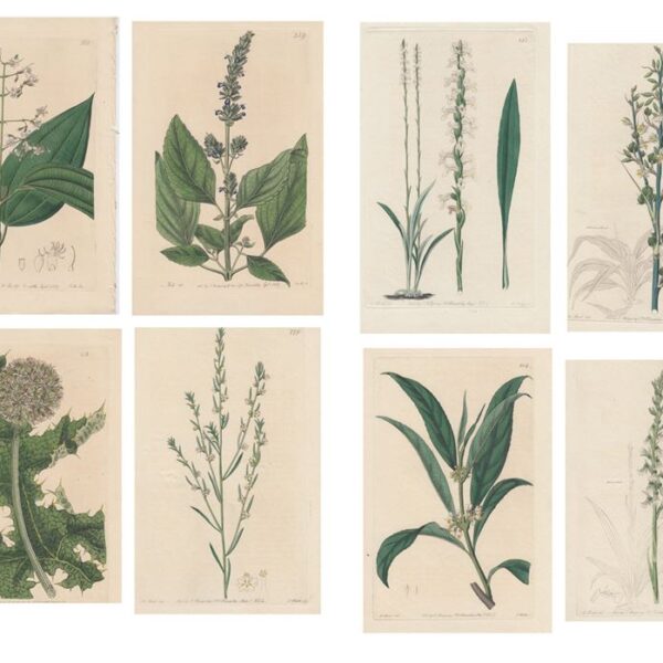 Lotto di 8 stampe di piante, 1830-40