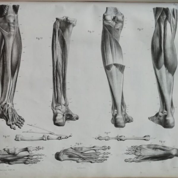 F.Bertinatti, Anatomia, scheletro, muscoli, 1839