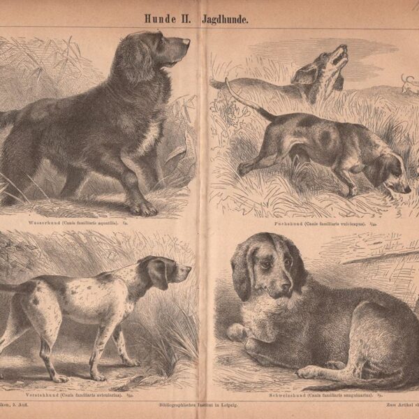Cani da caccia, 1890