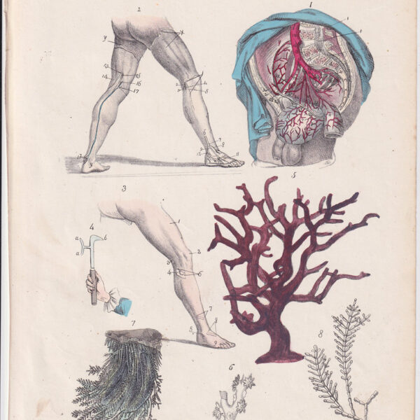 Tavola anatomica, vescica, 1839