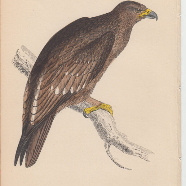 Aquila, Spotted Eagle, 1870