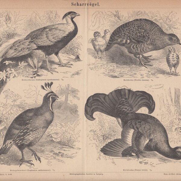 Pernice, Quaglia, 1890