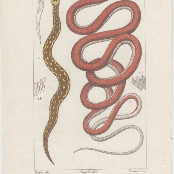 Erpetologia, Serpente, XIX secolo
