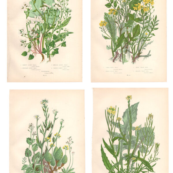 Gruppo di 4 stampe di fiori, 1860