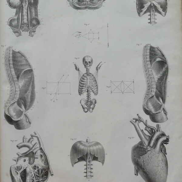 F.Bertinatti, Anatomia, cuore, torace, ossa, 1839