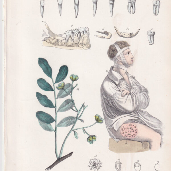 Tavola anatomica, denti, 1839