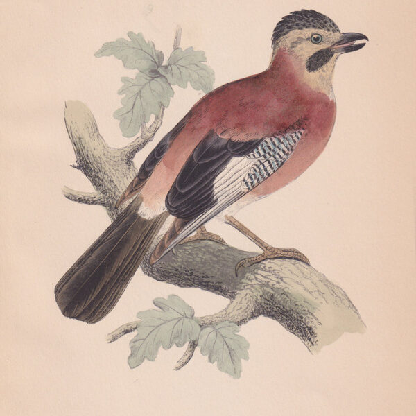 Stampe con Uccelli, misura cm.16x25