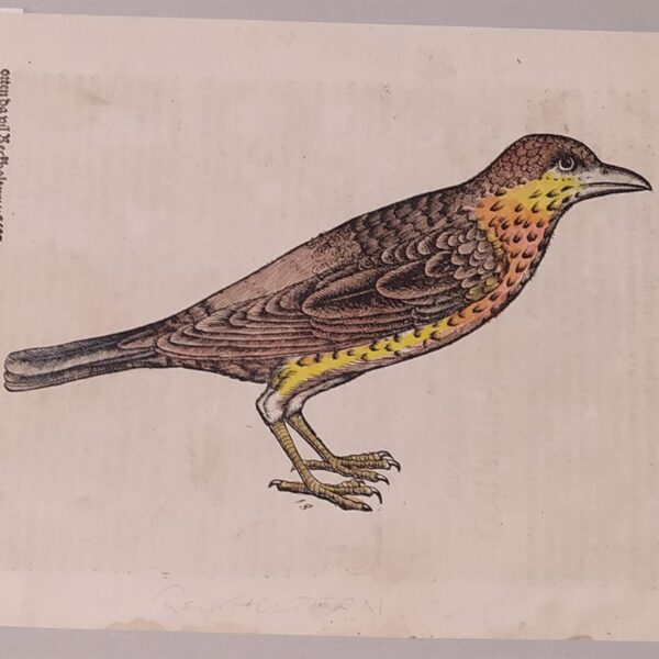 Conrad Gessner (Zurigo, 1516 - 1565) Tavola Ornitologica tratta da Historiae Animalium  7