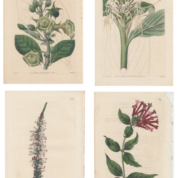 Lotto di 4 stampe di fiori, 1810-30