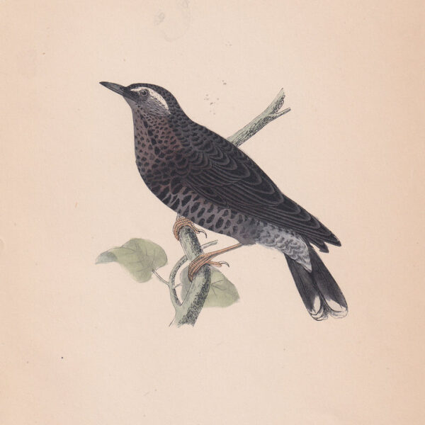 Tordo Siberiano, 1875