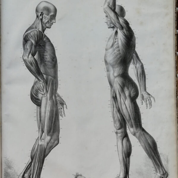 F.Bertinatti, Anatomia, corpo, muscoli, 1839