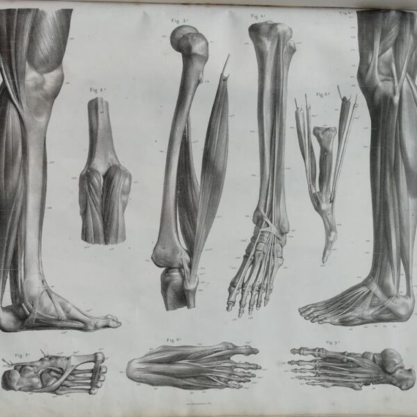 F.Bertinatti, Anatomia, scheletro, muscoli, 1839