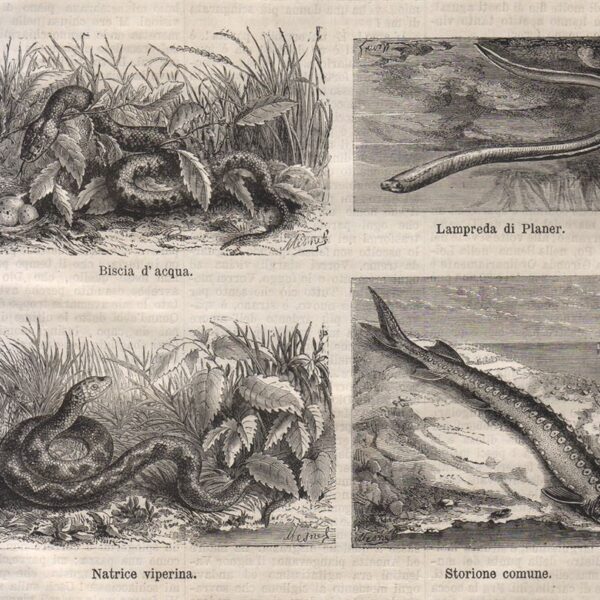 Pesci e rettili, 1872