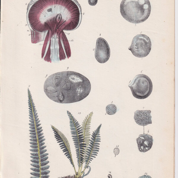 Tavola anatomica, muscoli, felce, 1839