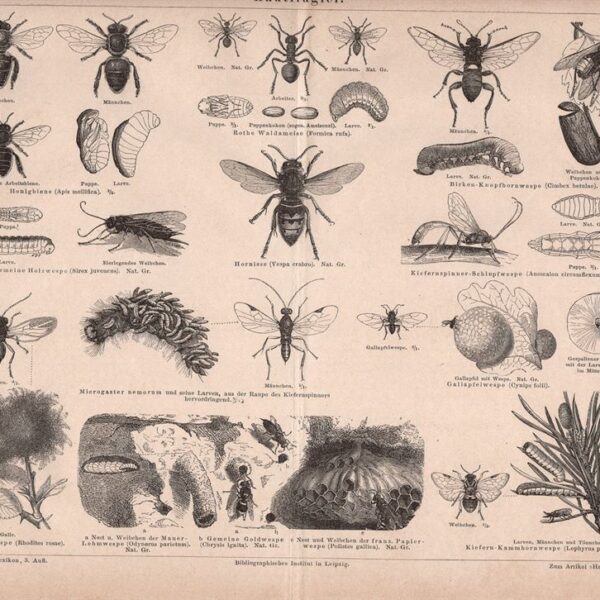 Insetti, Mosca, 1890