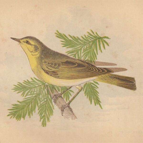 Scricciolo (Wood Wren), 1853