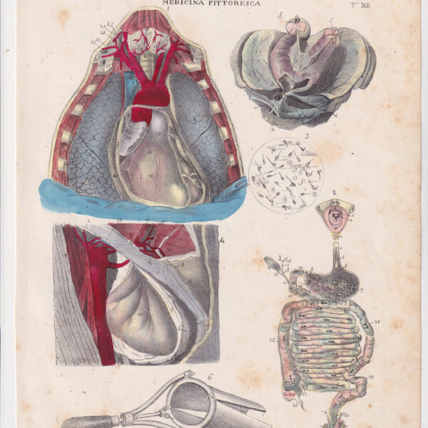 Tavola anatomica, apparato circolatorio, 1839