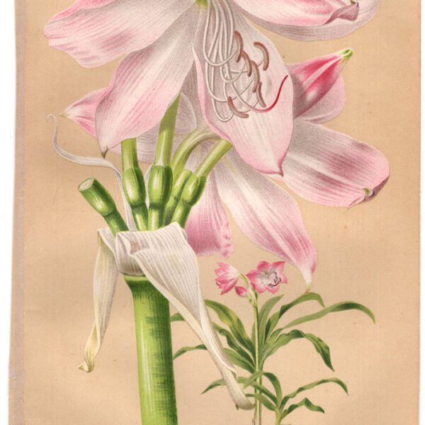 Crinum, Cromolitografia, 1887