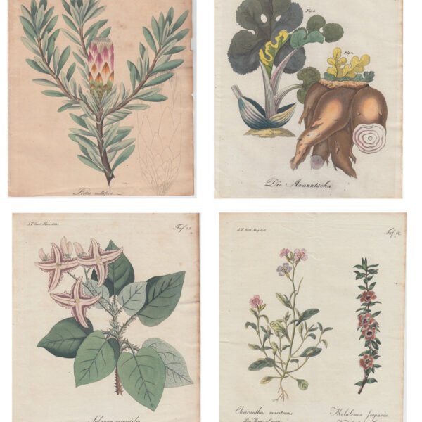 Lotto di 4 stampe di fiori, 1810