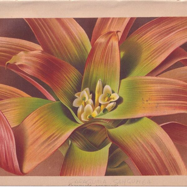 Caraguaia, Cromolitografia, 1883