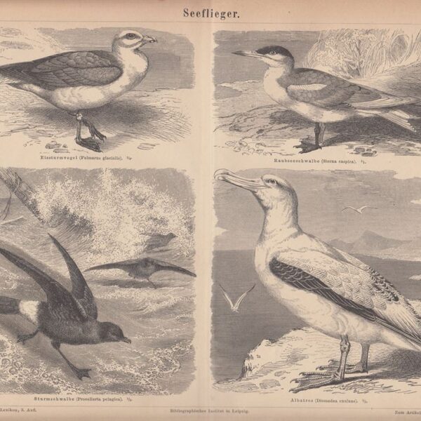 Fulmaro, Sterna, Procellaria, Albatros, 1890