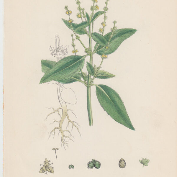 Mercorella comune, 1902