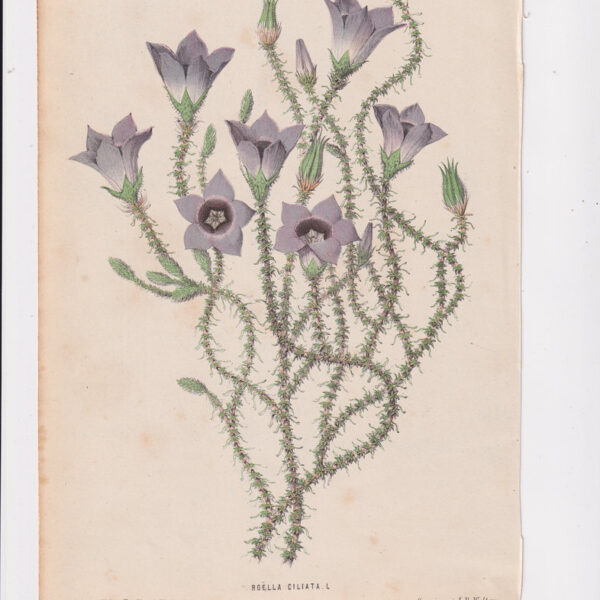 Roella Ciliata, Cromolitografia, 1867