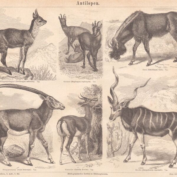 Antilope, Gazella, Gnu, 1890
