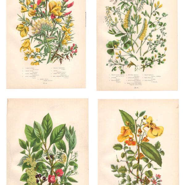 Gruppo di 4 stampe di fiori, 1860