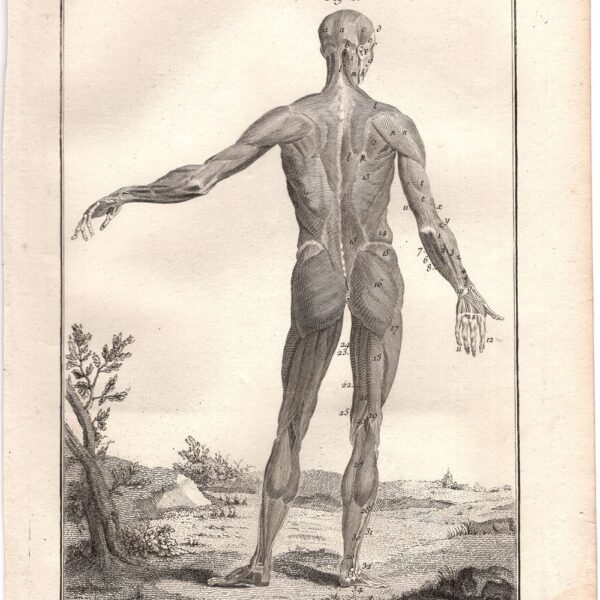 Diderot e D'Alembert,1778, anatomia corpo umano muscoli