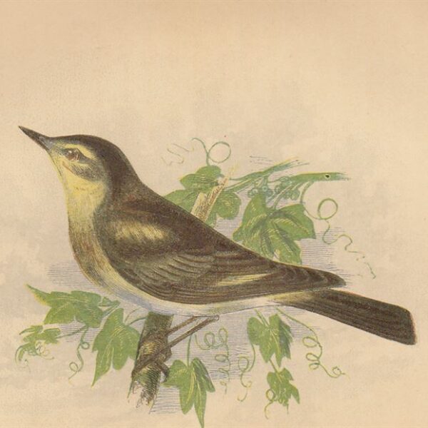 Chiffchaff, 1853