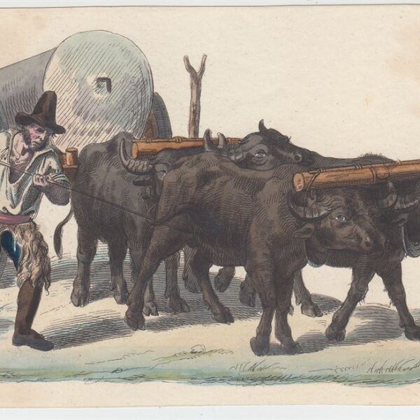 Carro di buoi, Acquaforte acquarellata, XIX secolo