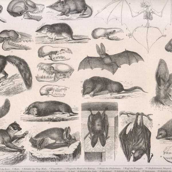 Tavola zoologica, Chirotteri, 1850