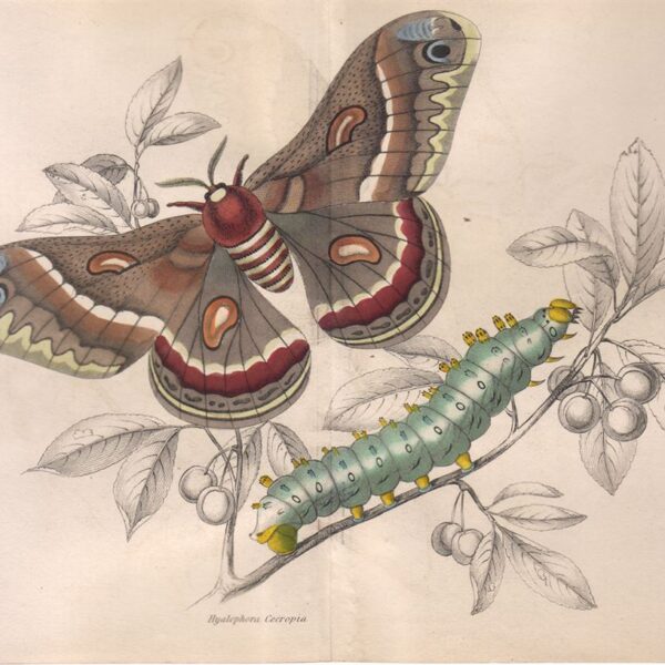 Hyalophora Cecropia, 1836