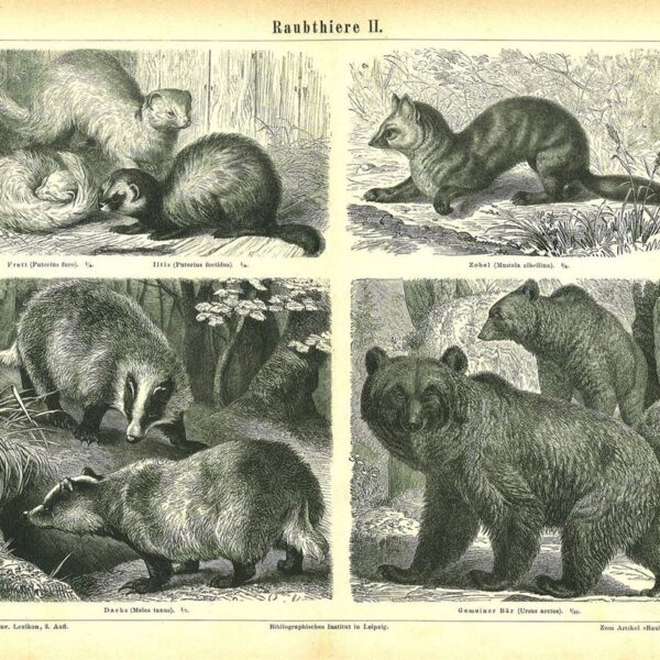 Orso, Tasso, Zibellino, Puzzola, 1890