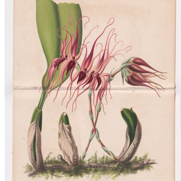 Cirrophetalum, Orchidea, Cromolitografia, 1867