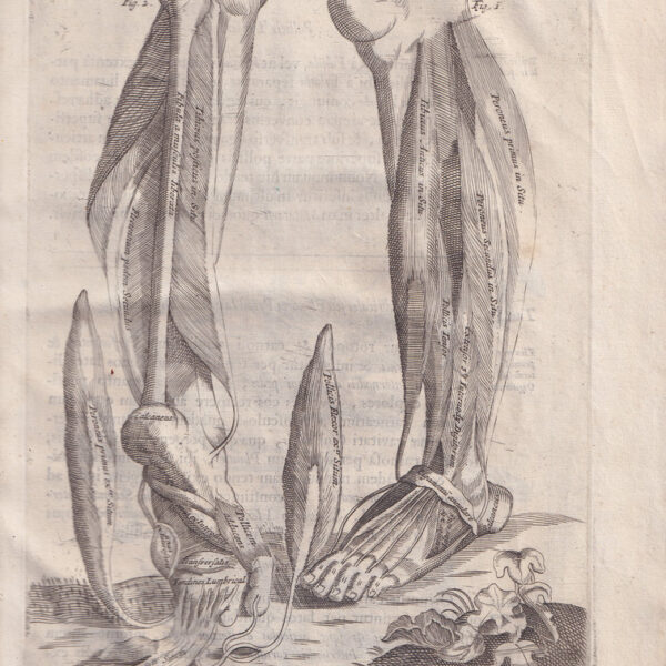 Browne, Muscoli delle gambe, 1694