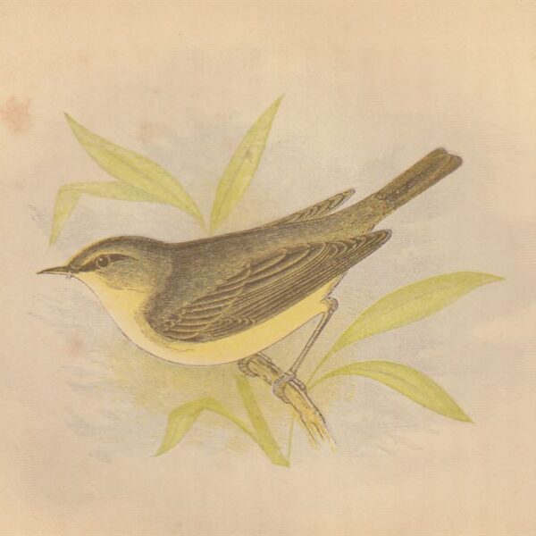 Scricciolo (Willow Wren), 1853