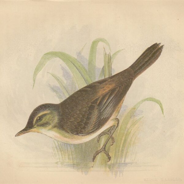 Scricciolo (Sedge Warbler), 1853