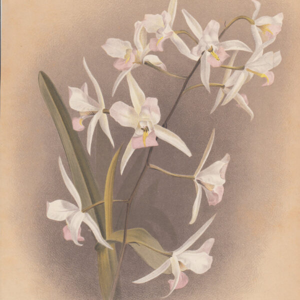 Laelia Albida. Orchidea, 1890