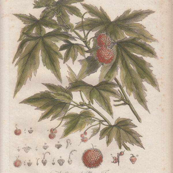 Platano Orientale, J.Miller, fine XVIII secolo