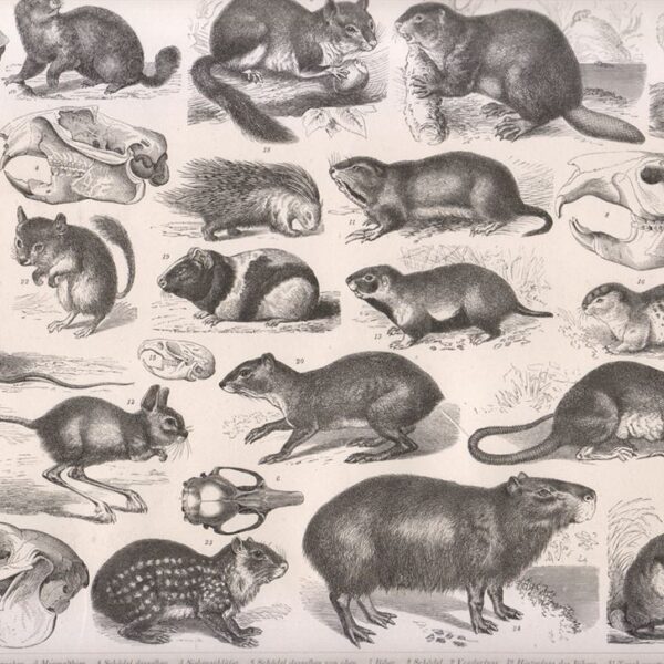 Tavola zoologica, Roditori, 1850