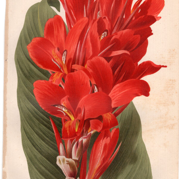 Canna, Cromolitografia, 1887