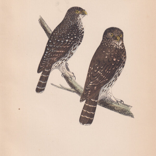 Passero, Civetta, Least European Sparrow Owl, 1875