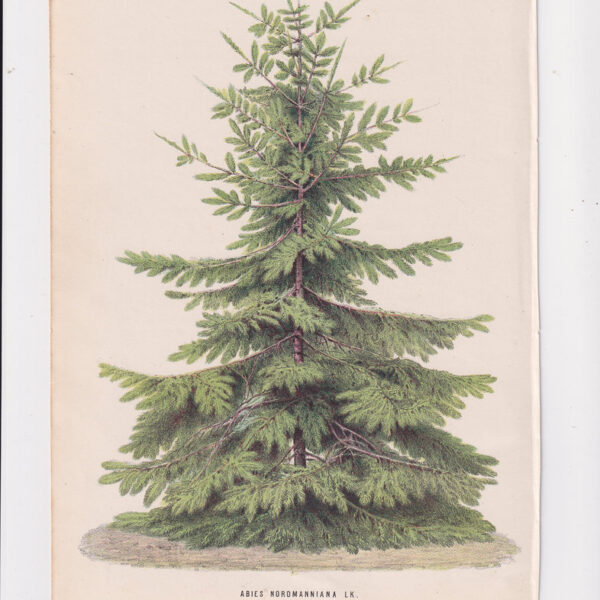 Abete, Cromolitografia, 1867
