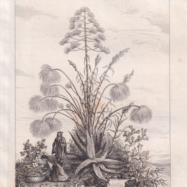 Papiro in Sicilia, 1835