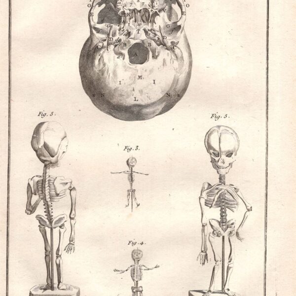 Diderot e D'Alembert,1778, scheletro cranio