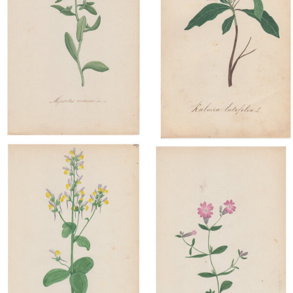 Lotto di 4 acquarelli di fiori, XIX sec.