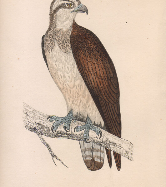 Falcone, Pandion haliaetus, 1870