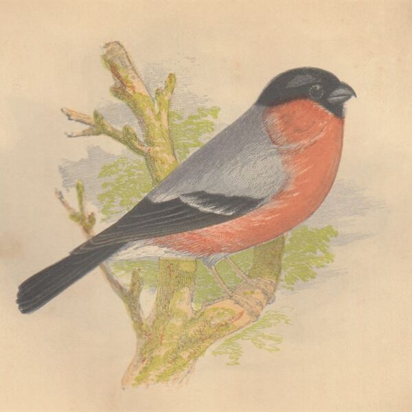 Ciuffolotto europeo (Bull Finch), 1853